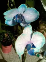 Orchidee2.webp