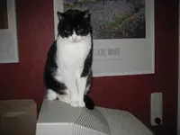 Katzen 002.webp