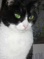 Katzen 004.webp