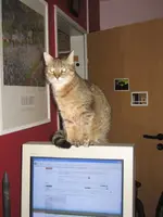 Katzen 007.webp
