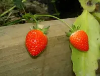 November 2009 Erdbeeren 066 v.webp