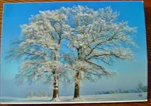 PICT7161.webp