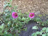 Blumen 006.webp