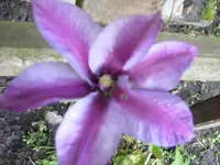 Blumen 005.webp