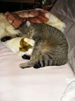 Cleo.webp