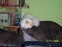 003.webp