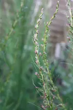 IMG_0991  1.webp