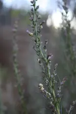 IMG_1006  1.webp