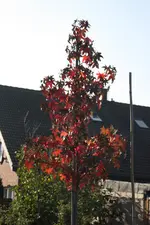 IMG_0994  1.webp