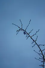 IMG_1009  1.webp
