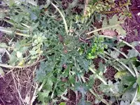 25112009327.webp