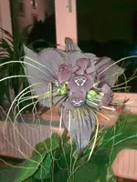 Bild0098.webp