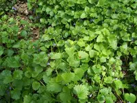 100_1365_600_450.webp