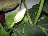 002.webp