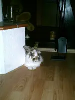 PIC00586.webp