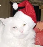 Das Weihnachtsmännlein.webp
