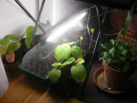 Pflanzenlampe1.webp