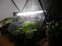 Pflanzenlampe2.webp