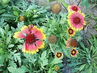 DSCI0977.webp
