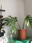 997DA7C0-514D-4407-B1CA-987AB9412F70.jpeg