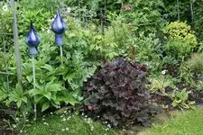 Heuchera0116.webp
