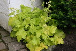 Heuchera0216.JPG