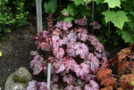 Heuchera0316.JPG