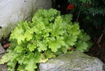 Heuchera0717.JPG