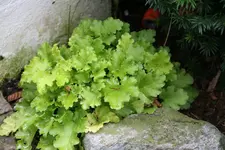 Heuchera0717.webp