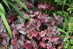 Heuchera0917.JPG