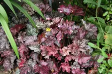 Heuchera0917.webp