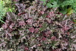 Heuchera1017.JPG