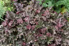 Heuchera1017.webp