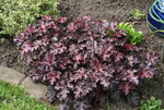 Heuchera1819.JPG