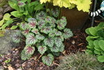 Heuchera2319.JPG