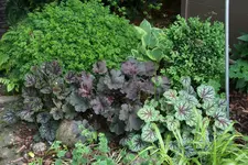 Heuchera2519.webp
