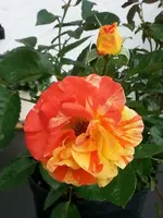 Rose Papagena Beetrose leuchtend orange mit gold-gelben Streifen.jpg