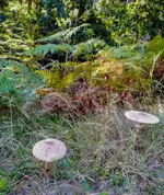 IMG-20201002-WA0000.webp