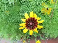 DSCI0682.webp
