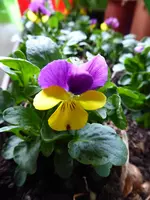 P1010817.webp
