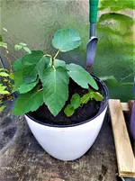 IMG_20201002_160621_1.jpg