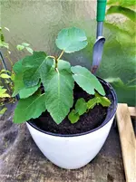 IMG_20201002_160630_3.jpg