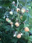 Himbeeren_Herbst Aug Ende< gelb Golden Everest 1-jährig_01.jpg