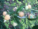 Himbeeren_Herbst Aug Ende< gelb Golden Everest 1-jährig_02.jpg