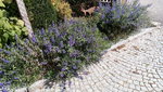 IMG_20200916_122109.jpg