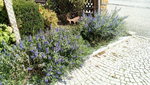 IMG_20200916_122107.jpg