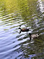 IMG_20200521_144906_1 (2).webp