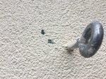Fassadenschaden durch Specht-01.jpg