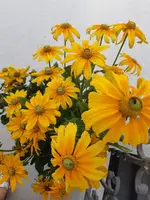20200914_142130.webp