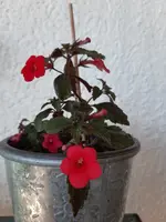 20201004_150749.jpg